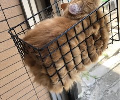 猫写真
