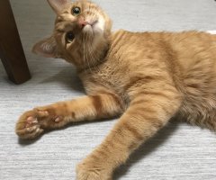 猫写真