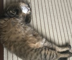 ネコ写真
