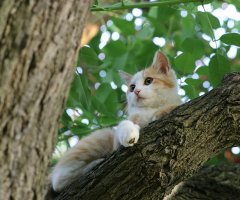 猫写真