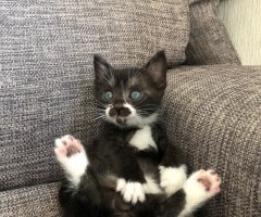 猫写真