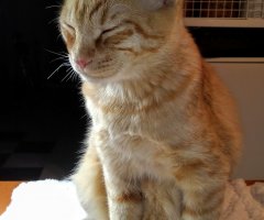 猫写真