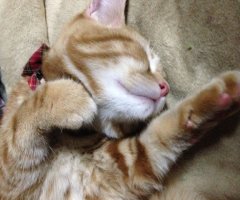 猫写真