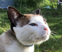 猫写真
