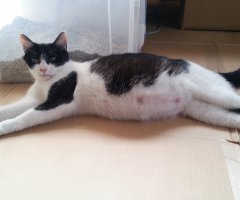 パンパン 子猫 お腹 子猫のお腹がぱんぱんに張っています。一週間ほど前に野良の子猫を拾い、