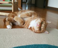 猫写真