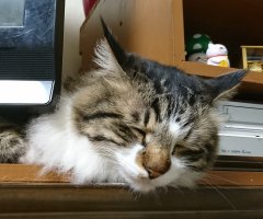 猫写真