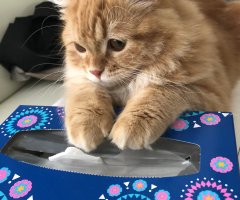 猫写真