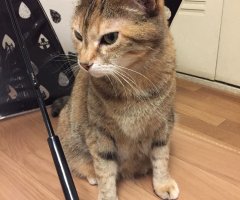 ネコ写真