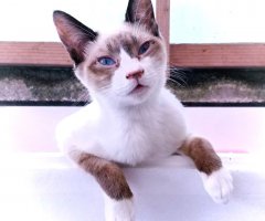 猫写真