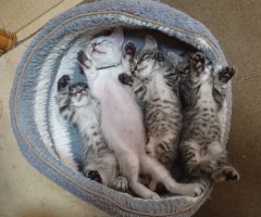 猫写真