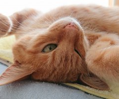 猫写真
