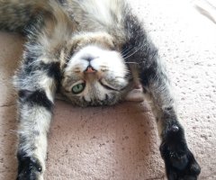 猫写真