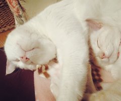 猫写真