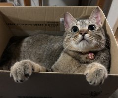 ネコ写真