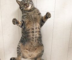 ネコ写真