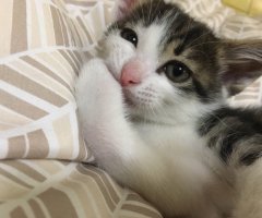 猫写真