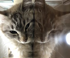 ネコ写真