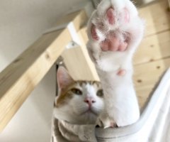 ネコ写真