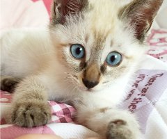 猫写真