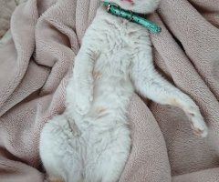 猫写真