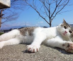 猫写真