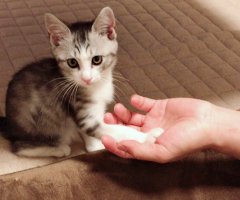 猫写真