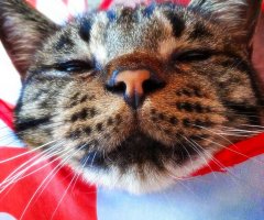 猫写真