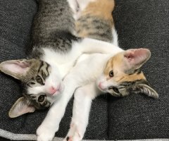 ネコ写真