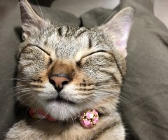 ネコ写真