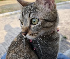 ネコ写真