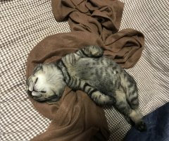 猫写真