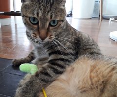 猫写真