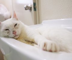 ネコ写真