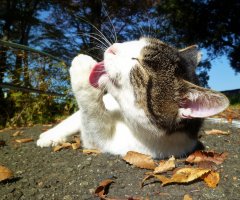 猫写真