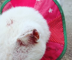 猫写真