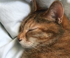 猫写真