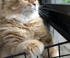 猫写真