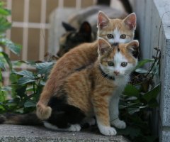 猫写真