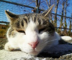 猫写真
