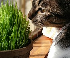 猫写真