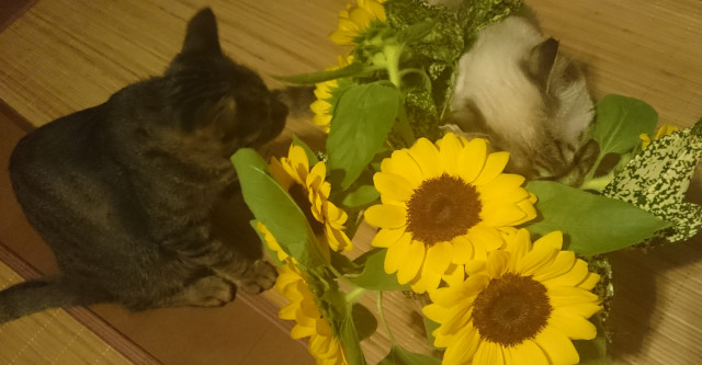 ひまわりと - かわいい猫写真u0026猫画像の投稿サイト - ネコジルシ