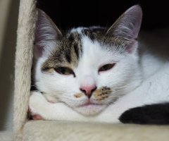 ネコ写真