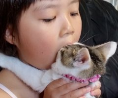 ネコ写真