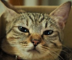 ネコ写真