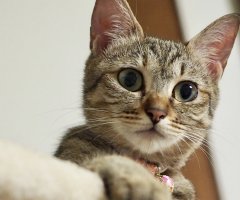 ネコ写真
