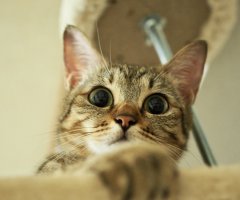 ネコ写真