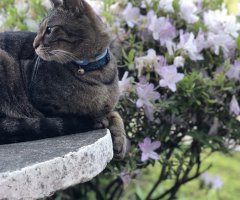 ネコ写真