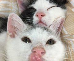 ネコ写真