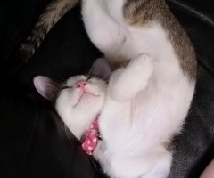 ネコ写真